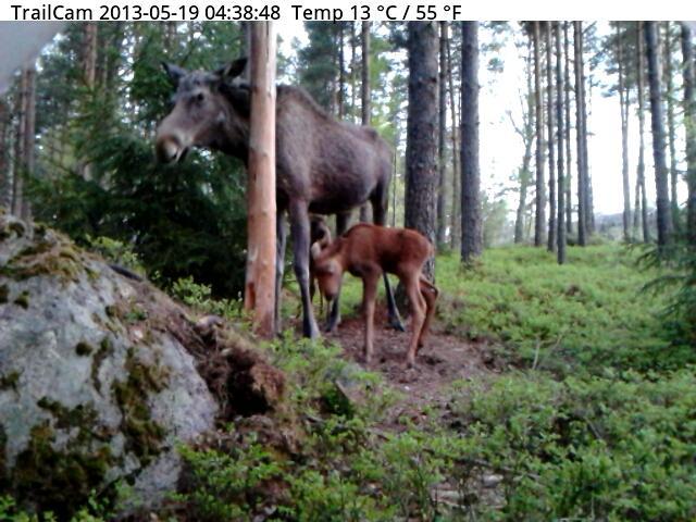 TrailCam