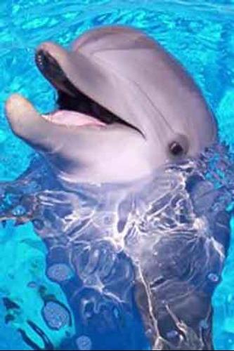 How To Draw Dolphins
