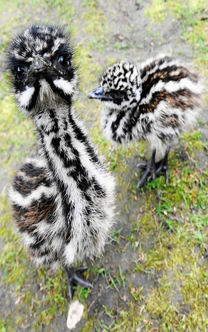 Aussie Animal Puzzles
